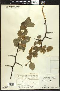 Crataegus succulenta image