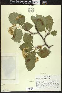 Crataegus succulenta image