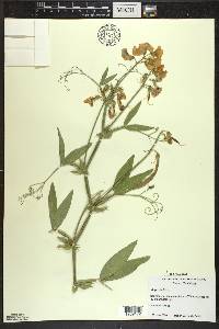 Lathyrus latifolius image