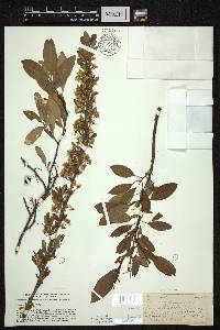 Prunus pumila image