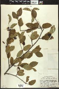 Amelanchier bartramiana image