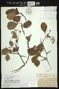 Crataegus succulenta image