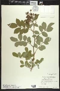 Rosa multiflora image