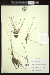 Eriocaulon aquaticum image