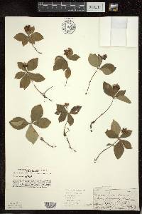 Cornus canadensis image