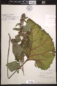 Arctium minus image