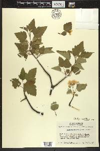 Malus coronaria image