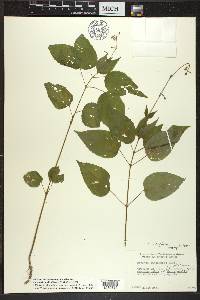 Circaea canadensis image