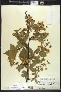 Rubus canadensis image