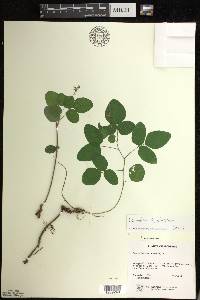 Desmodium perplexum image