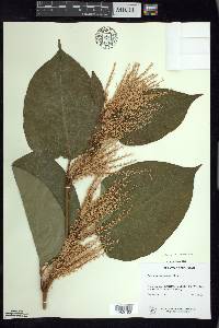 Reynoutria japonica image