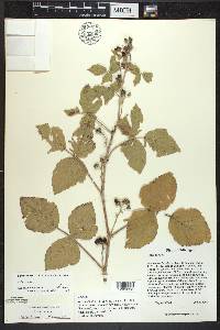 Rubus caesius image