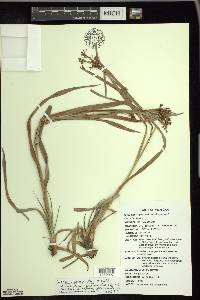 Scirpus pendulus image