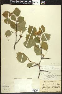 Crataegus chrysocarpa image