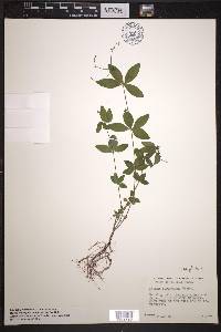 Galium circaezans image