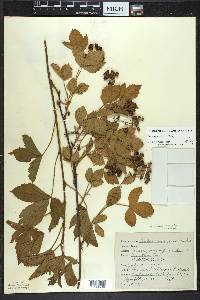 Rubus uniformis image