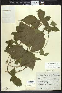 Rubus ithacanus image