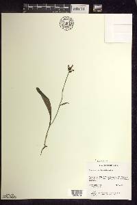 Platanthera clavellata image