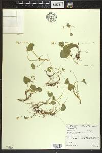 Viola blanda image
