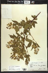 Rubus canadensis image