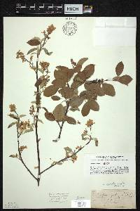 Amelanchier spicata image