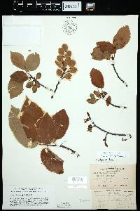 Ulmus thomasii image