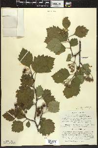 Crataegus chrysocarpa image