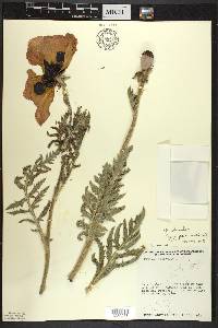 Papaver intermedium image