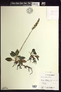 Goodyera pubescens image