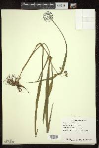 Tradescantia virginiana image