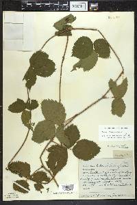 Rubus ithacanus image