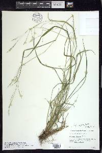 Festuca subverticillata image