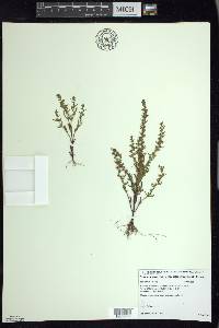 Veronica peregrina subsp. xalapensis image