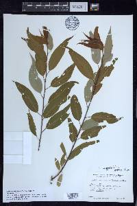 Salix amygdaloides image