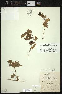 Rubus flagellaris image