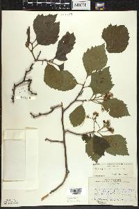 Crataegus succulenta image