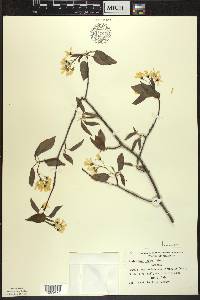 Amelanchier laevis image