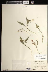 Claytonia caroliniana image