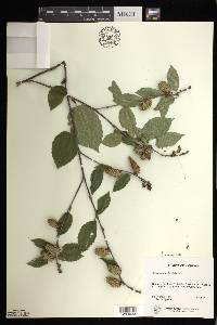 Betula alleghaniensis image