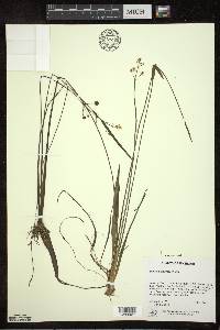 Sagittaria graminea image