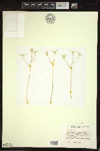 Ornithogalum umbellatum image