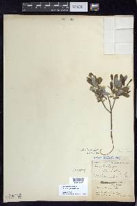 Salix humilis var. tristis image