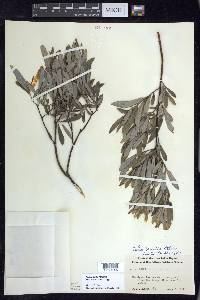 Salix humilis var. tristis image