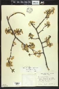 Prunus umbellata image