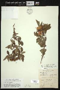 Rosa palustris image