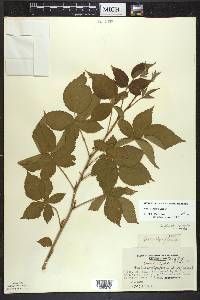 Rubus frondosus image