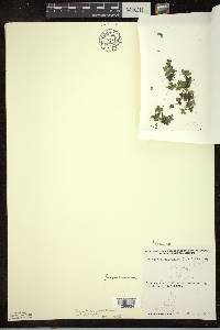 Spirodela polyrhiza image
