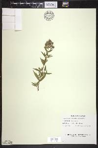 Pycnanthemum verticillatum image