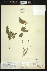 Rubus pubescens image