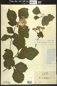 Crataegus calpodendron image